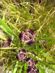 Tigridia pugana