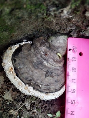 Ganoderma applanatum