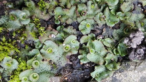 Hepaticae observed 2026-10-29