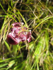 Tigridia pugana