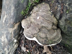 Ganoderma applanatum