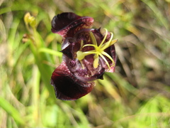 Tigridia pugana
