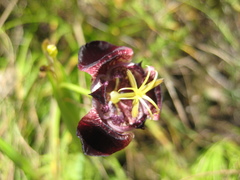 Tigridia pugana