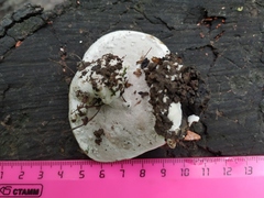 Ganoderma applanatum