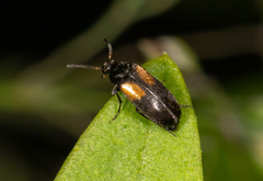 Anaspis fasciata