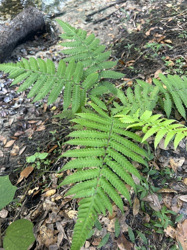 Christella dentata observed 2026-10-29