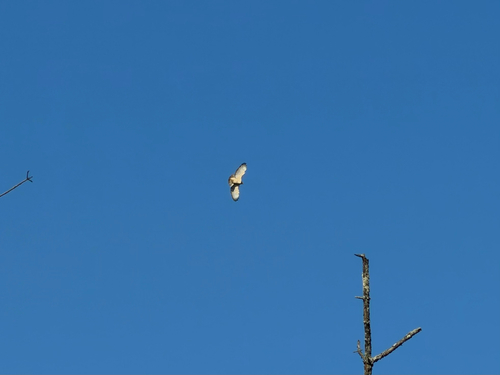 Buteo jamaicensis observed 2026-10-29