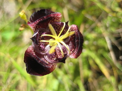 Tigridia pugana