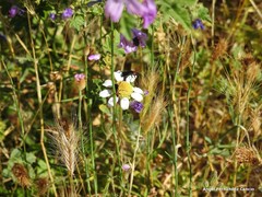 Hordeum murinum leporinum