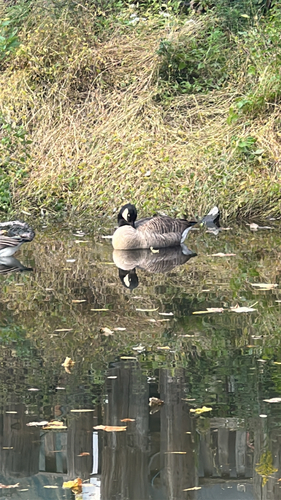 Branta observed 2026-10-29