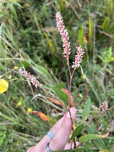 Persicaria glabra observed 2026-10-29