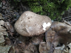 Fomitopsis betulina