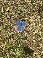 Polyommatus icarus