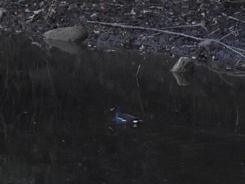 Gallinula chloropus observed 2026-10-29