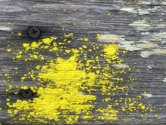 Chrysothrix granulosa