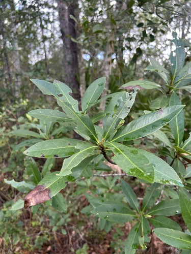 Lasianthus observed 2026-10-29