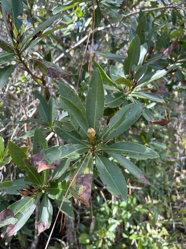 Lasianthus observed 2026-10-29