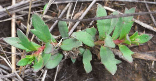 Haloragis aspera (Haloragis aspera)