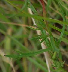 Haloragis heterophylla