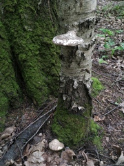 Fomitopsis betulina