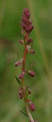 Haloragis heterophylla