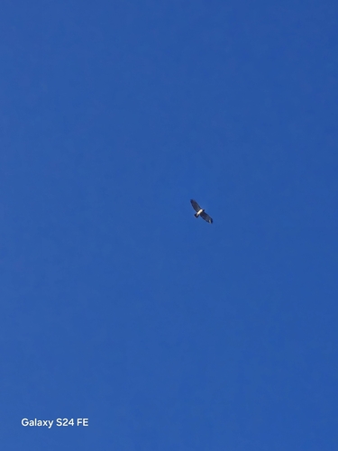 Buteo jamaicensis observed 2026-10-29