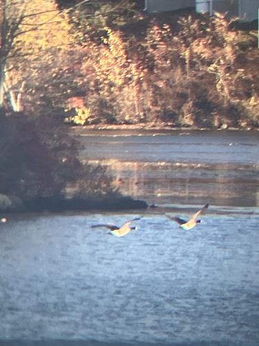 Branta observed 2026-10-29