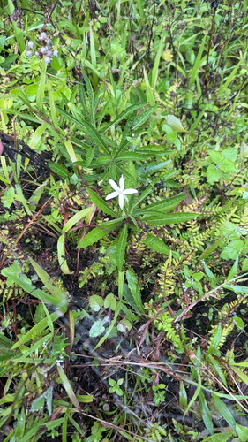 Hippobroma longiflora observed 2026-10-30