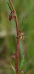 Haloragis heterophylla