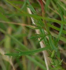 Haloragis heterophylla