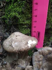Fomitopsis betulina