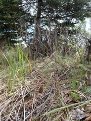 Morchella norvegiensis