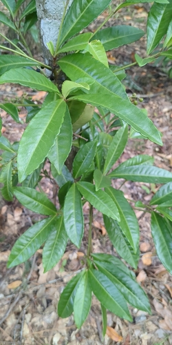 Ardisia observed 2026-10-29