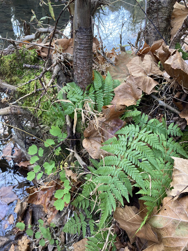 Dryopteris carthusiana observed 2026-10-28