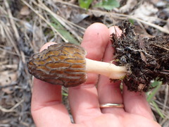 Morchella norvegiensis