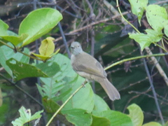 Rubigula erythropthalmos