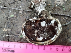 Fomitopsis betulina