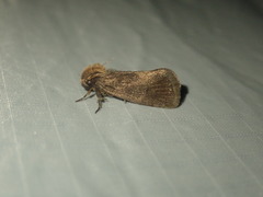 Acrolophus propinqua