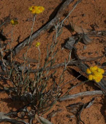 Chrysocephalum apiculatum