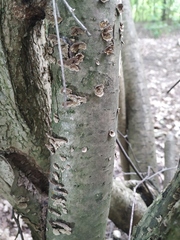 Fungi