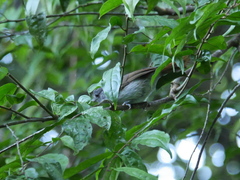 Alcippe brunneicauda