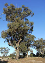 Eucalyptus microcarpa
