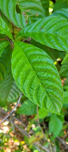 Psychotria observed 2026-10-29