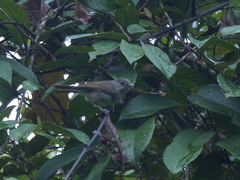 Alcippe brunneicauda