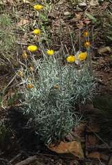 Leucochrysum albicans albicans