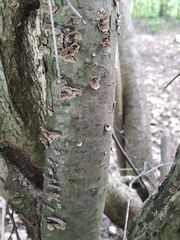 Fungi