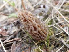 Morchella norvegiensis