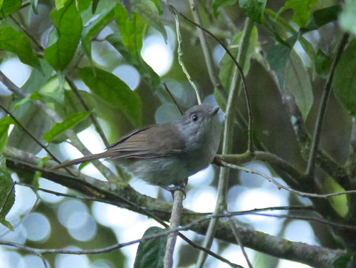 Brown Fulvetta (Alcippe brunneicauda), photo 4