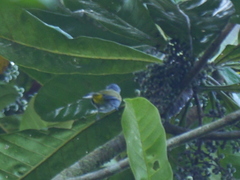 Rubigula cyaniventris