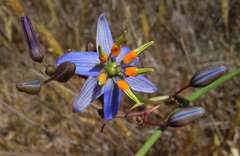 Dianella amoena